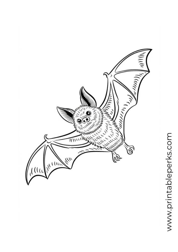 detailed-halloween-bat